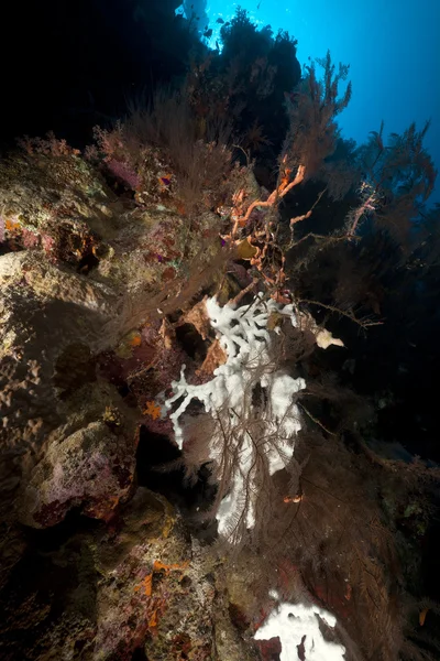 Branching black coral and tropical reef in the Red Sea. — Stock Photo, Image