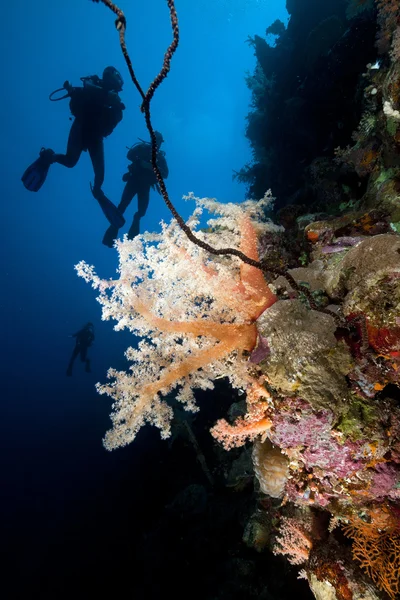Дайверы и тропические рифы Красного моря . — стоковое фото