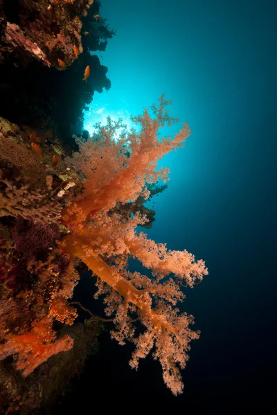Рибний і тропічний риф у Червоному морі. — стокове фото