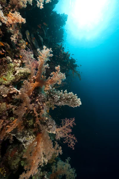 Ryby a tropické útesy v Rudém moři. — Stock fotografie