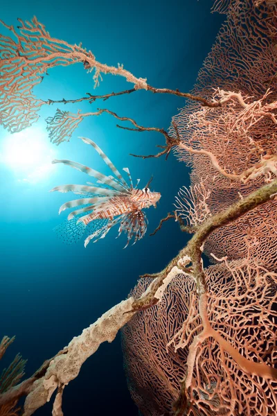 Feuerfische und Seefächer im Roten Meer. — Stockfoto