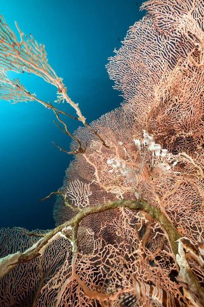 Lionfish і вентилятор моря в Червоне море. — стокове фото