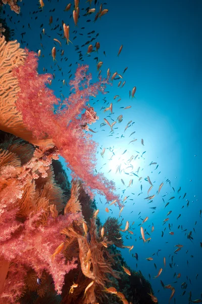 Fan mercan ve kızıl denizde balık. — Stok fotoğraf