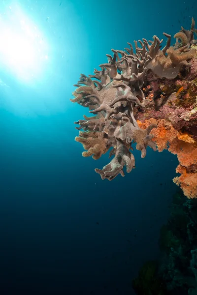 指レザー珊瑚海の赤. — ストック写真