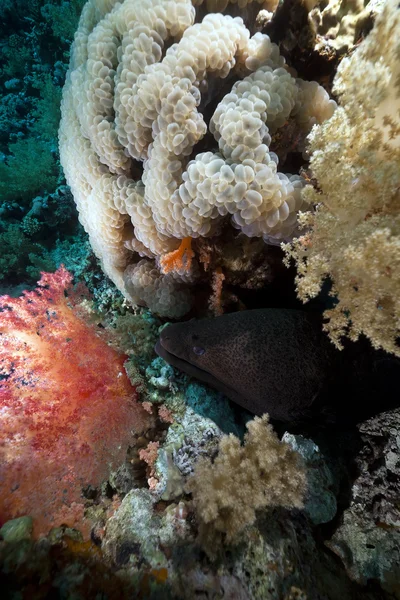巨大なウツボと赤い海の熱帯の暗礁. — ストック写真