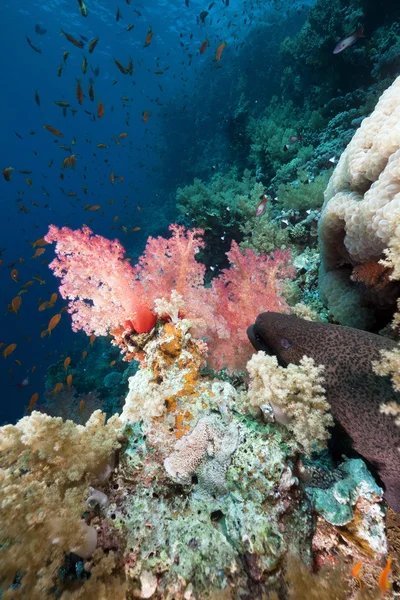 लाल समुद्रात जायंट मॉरे आणि उष्णकटिबंधीय रीफ . — स्टॉक फोटो, इमेज