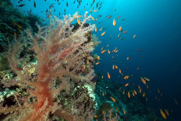 Peixes e recifes tropicais no Mar Vermelho. — Fotografia de Stock