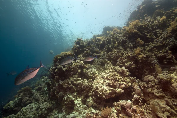 Trevally i tropikalnej rafy w Morzu Czerwonym. — Zdjęcie stockowe