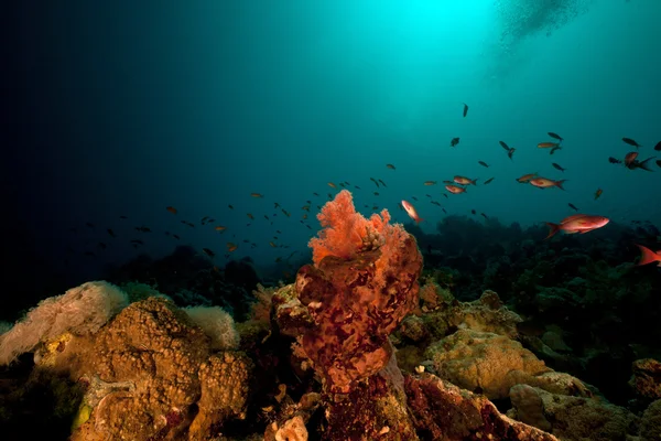 Pesce e barriera corallina tropicale nel Mar Rosso. — Foto Stock