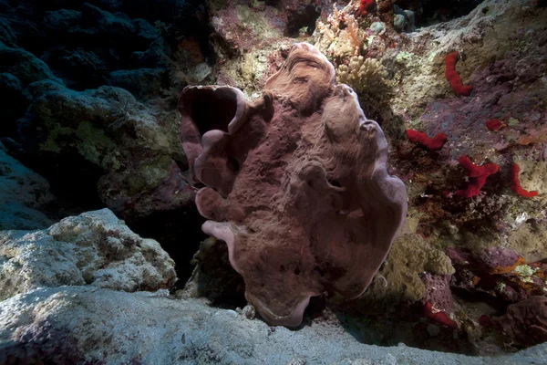 Kızıldeniz'de mantar mercan. — Stok fotoğraf
