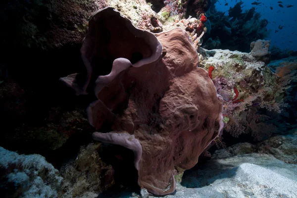 Pilzkoralle im Roten Meer. — Stockfoto