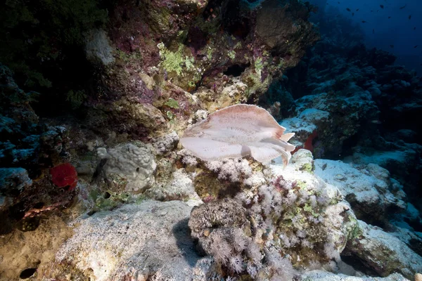 Leopard torpedo ray and tropical reef in the Red Sea. — Stock Photo, Image