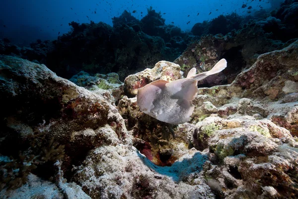 Λεοπάρδαλη τορπίλη ray και τροπικό ύφαλο στην Ερυθρά θάλασσα. — Φωτογραφία Αρχείου