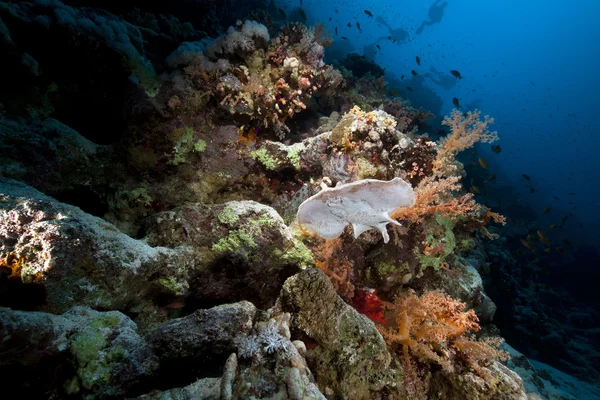 Rayo torpedo leopardo y arrecife tropical en el Mar Rojo . — Foto de Stock