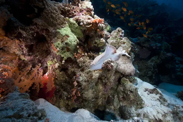 Raio torpedo de leopardo e recife tropical no Mar Vermelho . — Fotografia de Stock