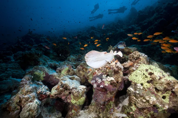 Leopard torpedo ray and tropical reef in the Red Sea. — Stock Photo, Image