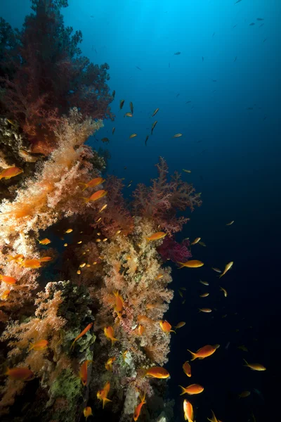 Pesce e barriera corallina tropicale nel Mar Rosso. — Foto Stock