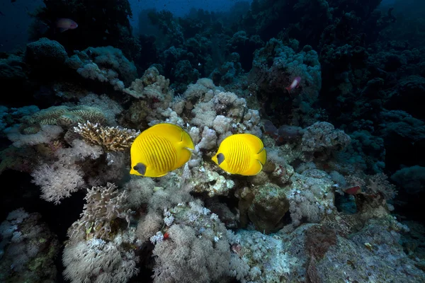 Peixe borboleta mascarado e recife tropical no Mar Vermelho . — Fotografia de Stock