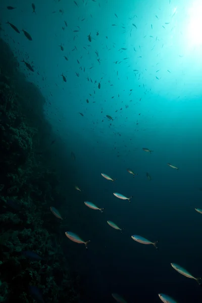 Füsiliere und tropisches Riff im Roten Meer. — Stockfoto