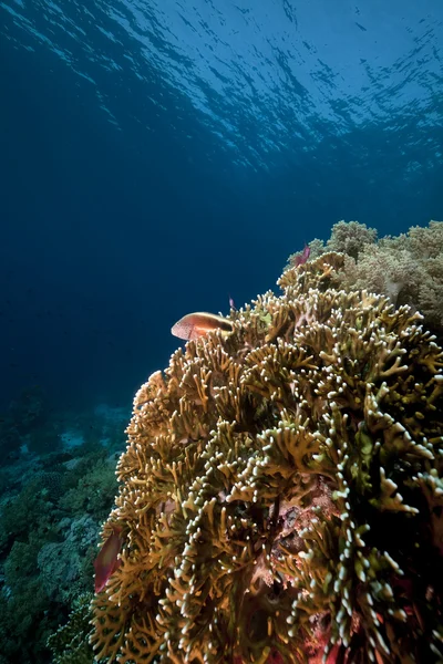 Pesce e barriera corallina tropicale nel Mar Rosso. — Foto Stock