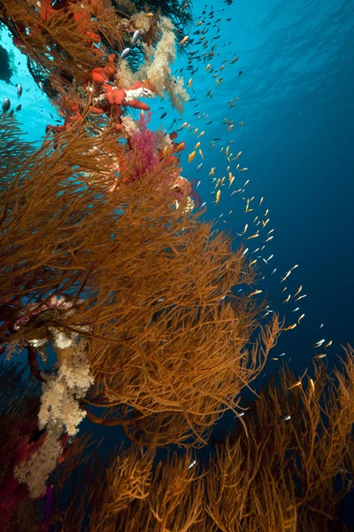 Dallanma siyah mercan ve kızıl denizde balık. — Stok fotoğraf