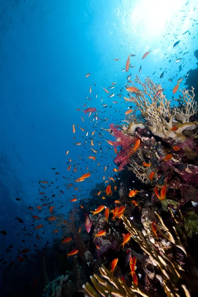 Peixes e recifes tropicais no Mar Vermelho. — Fotografia de Stock