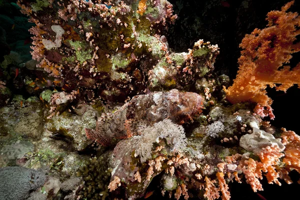 Smallscale scorpiofish w Morzu Czerwonym. — Zdjęcie stockowe