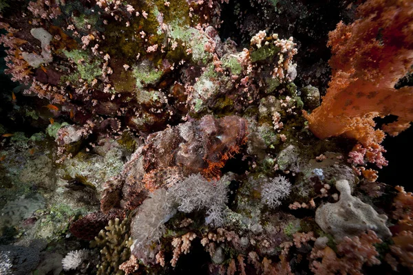 Pequenos escorpiofis no Mar Vermelho . — Fotografia de Stock