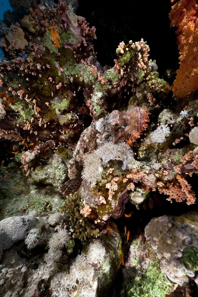 Малый скорпион в Красном море . — стоковое фото