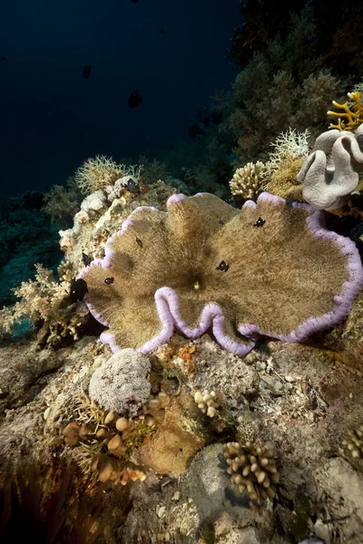 Anemone ospite e pesce nel Mar Rosso . — Foto Stock