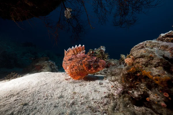 Kleinschalige scorpiofish in de rode zee. — Stockfoto