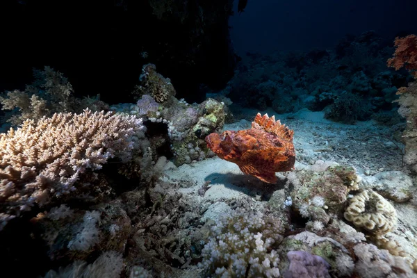 Smallscale scorpiofish in the Red Sea. — Stock Photo, Image