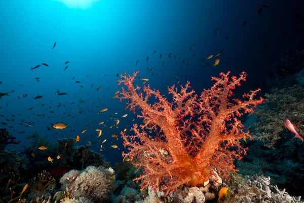 Peces, coral y sol en el Mar Rojo . — Foto de Stock
