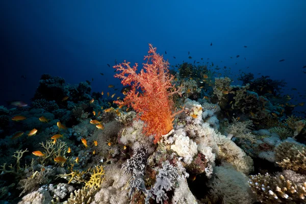 鱼、 珊瑚和红海上的太阳. — 图库照片