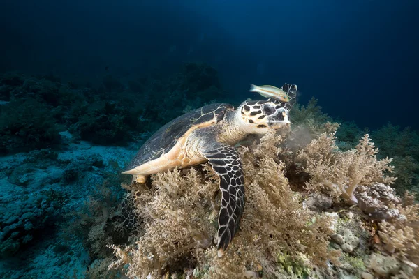Hawksbill turtle in the Red Sea. — Stock Photo, Image