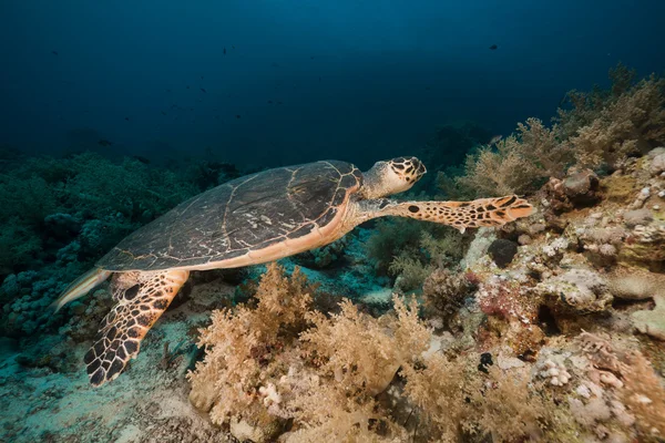 Falkenschildkröte im Roten Meer. — Stockfoto