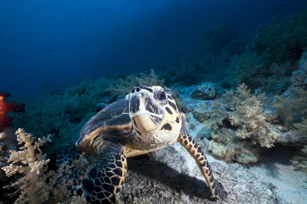 Hawksbill skildpadde i det Røde Hav . - Stock-foto