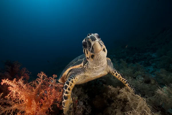 Hagelsköldpadda i Röda havet. — Stockfoto