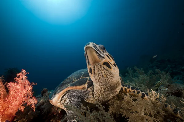 Hawksbill schildpad in de Rode Zee. — Stockfoto