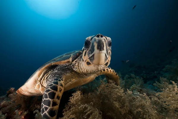 Hagelsköldpadda i Röda havet. — Stockfoto