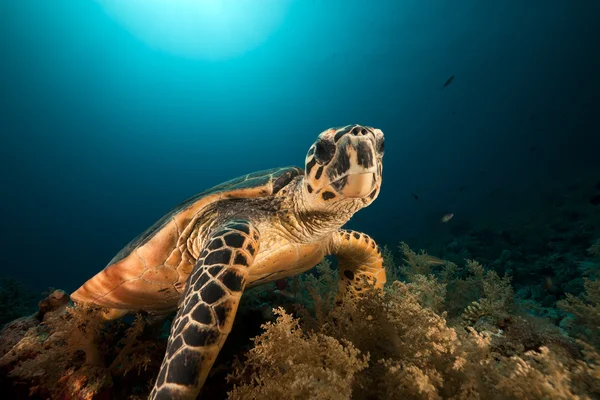 Želva jestřábí v Rudém moři. — Stock fotografie