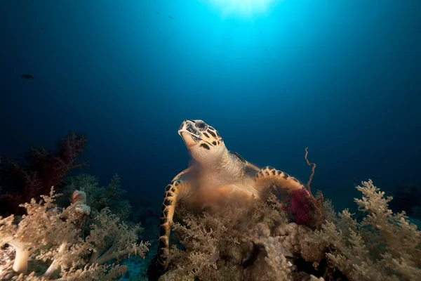 Kızıl Deniz 'de Şahin gagalı kaplumbağa. — Stok fotoğraf