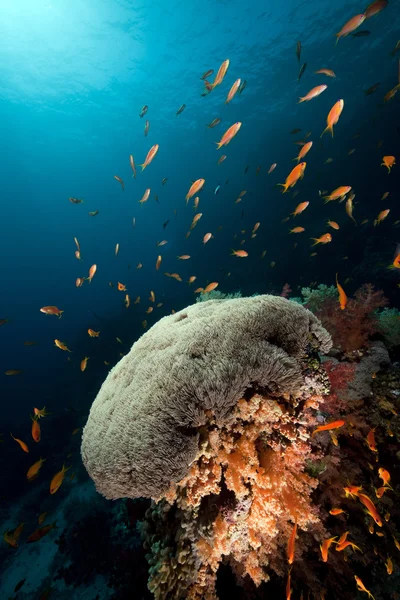 Ombrello xenia nel Mar Rosso. — Foto Stock
