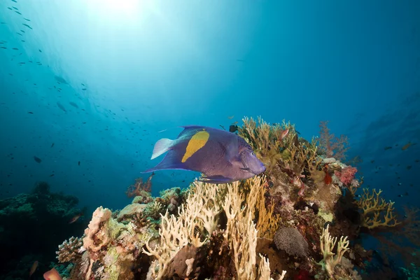 Barra gialla pesce angelo e sole nel Mar Rosso . — Foto Stock