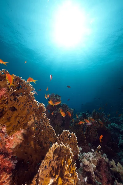 Vissen, koraal en zon in de rode zee. — Stockfoto