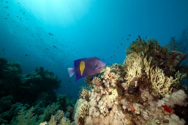 Barra gialla pesce angelo e sole nel Mar Rosso . — Foto Stock
