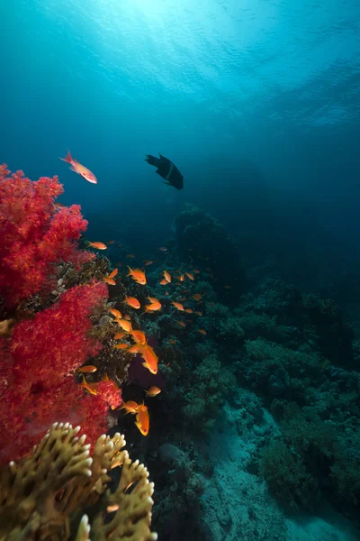 Vissen, koraal en zon in de rode zee. — Stockfoto