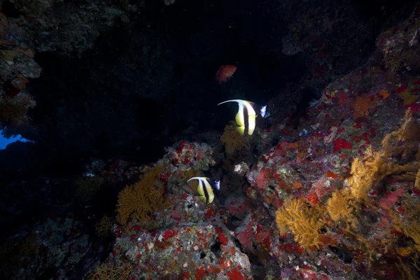 Bannerfish e coral no Mar Vermelho . — Fotografia de Stock