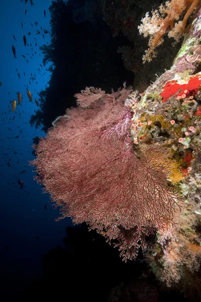 Vázané ventilátor korálů v Rudém moři. — Stock fotografie