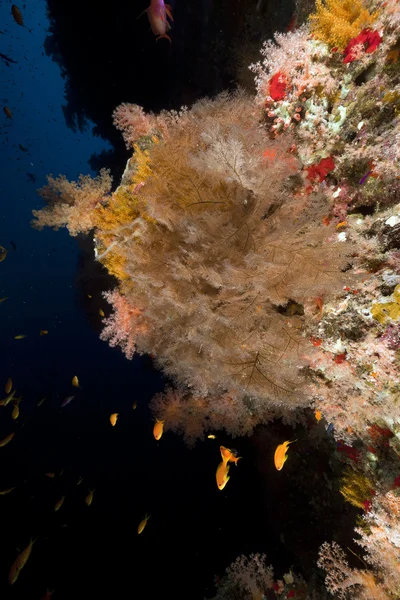 Siyah mercan kırmızı deniz. — Stok fotoğraf